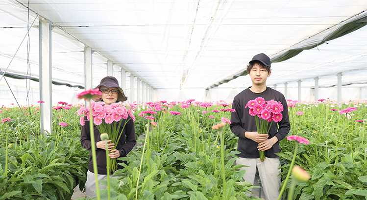 こだわり 元気なガーベラを生産している南紀白浜のガーベラファーム西浦