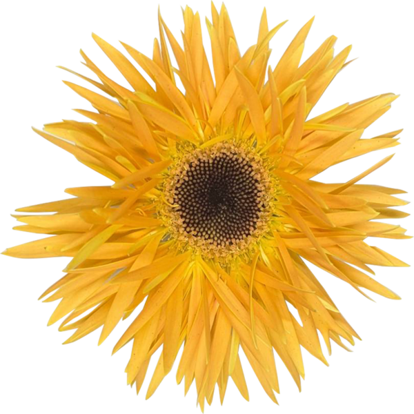 ｽﾊﾟｲﾀﾞｰﾊﾞﾝﾌﾞｰ