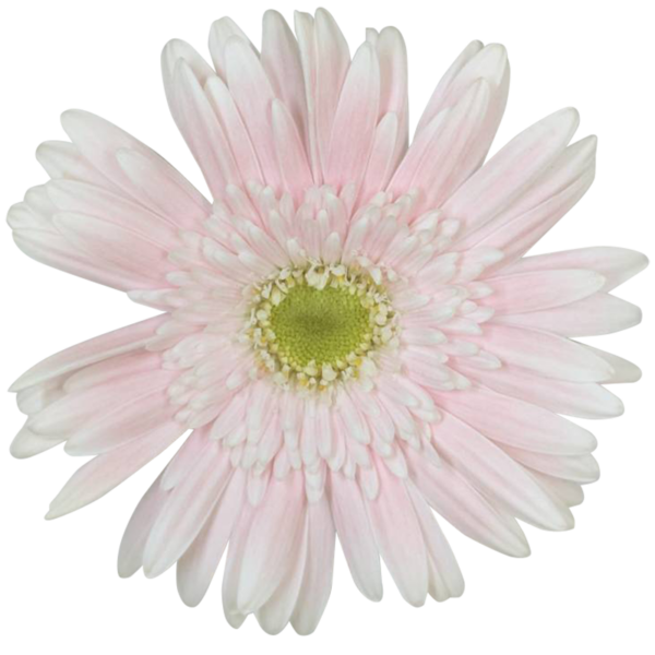 ﾐｺｯﾄﾗｲﾄﾋﾟﾝｸ