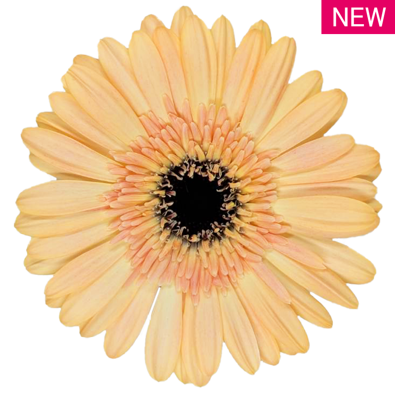 マインドセット