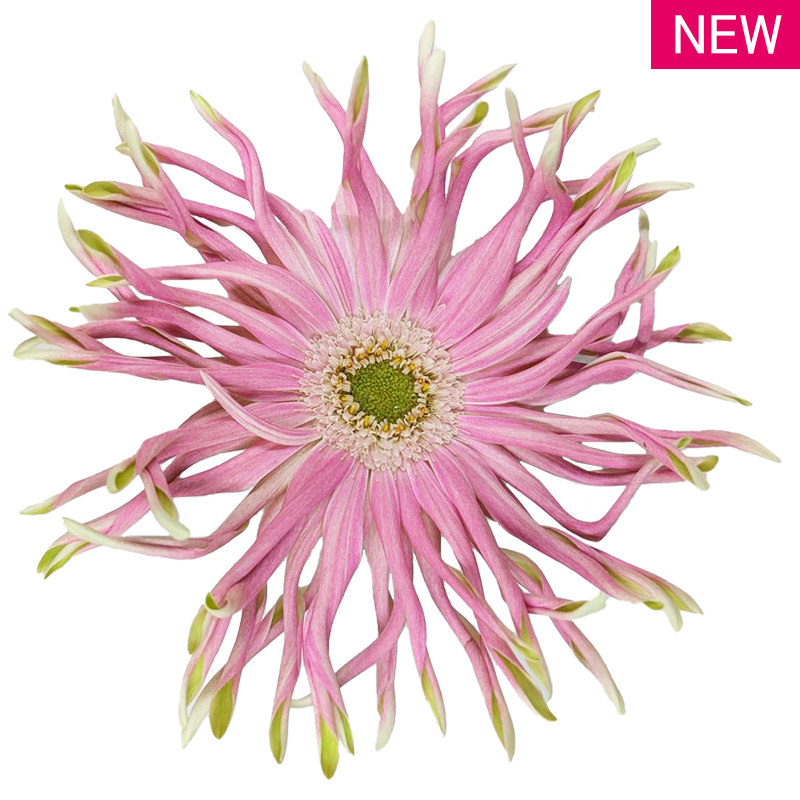 レベルクレイズ