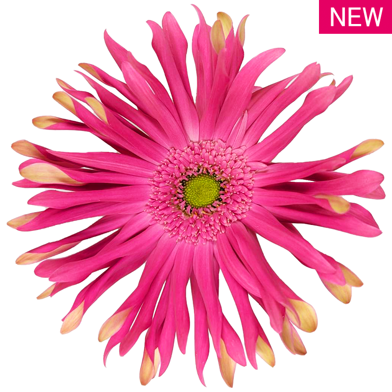 レベルジンクス