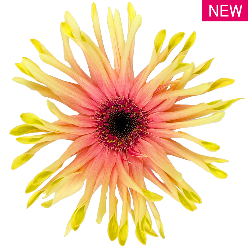 レベルタイフーン